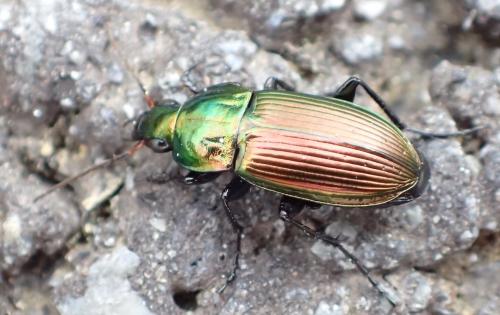 Réf. 266 254 : Poecilus versicolor